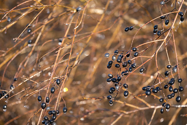 Dark berries hanging on thin branches in an autumn natural setting with warm light and shallow depth of field. This image is suitable for seasonal nature backgrounds, botanical and environmental topics, autumn design projects, natural textures, countryside visuals, and calm organic compositions.
