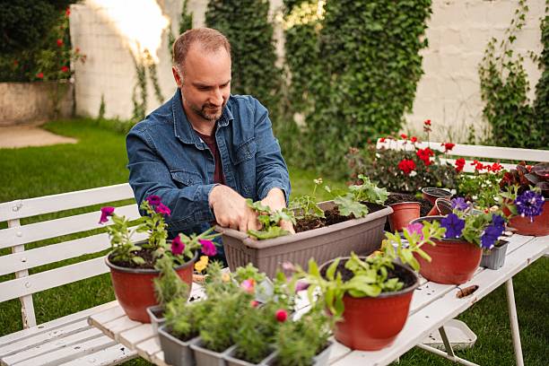 istock Gardener growing vibrant flowers in sunny yard 2253574264