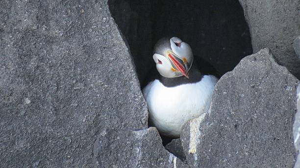 istock Atlantic Puffin nesting in volcanic rocks, Iceland. 2253574365
