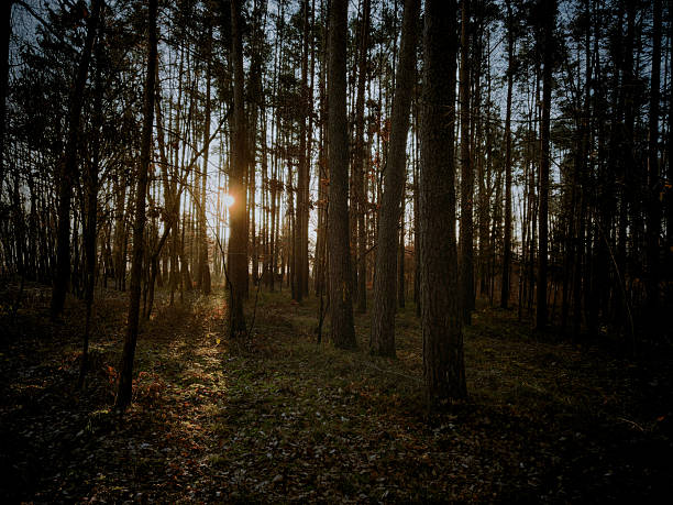 Peaceful forest scene at sunrise with warm golden sunlight shining through tall trees and creating soft shadows on the woodland floor. Natural morning atmosphere symbolizing calm, hope, mindfulness and new beginnings. Perfect for nature concepts, wellness themes, sustainability topics, inspiration, serenity and outdoor lifestyle visuals.