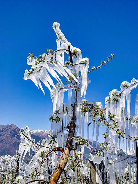 istock Icy Orchard Trees Glazed With Icicles Against Bright Blue Sky On Cold Spring Day Sunny 2253575359