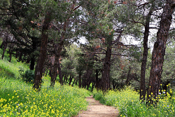 Pine forest, path and yellow flowers. Summer in forest