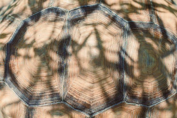 This closeup image captures the intricate beauty of a tortoise shell, showcasing its unique patterns and textures, reflecting natures biodiversity and the elegance found in the wild