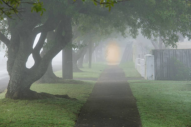 Misty Morning on an Empty Suburban Sidewalk with Large Trees