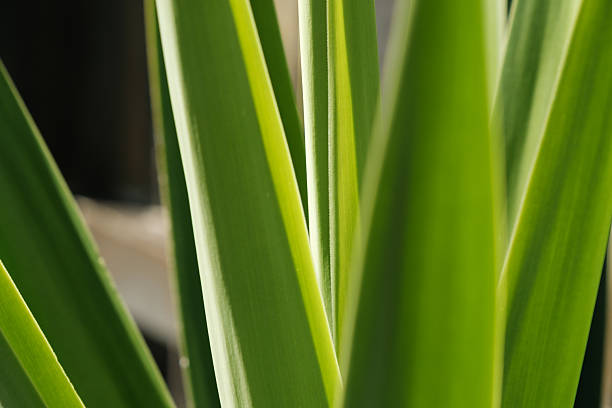 Macro Abstract of Vibrant Green  Leaves
