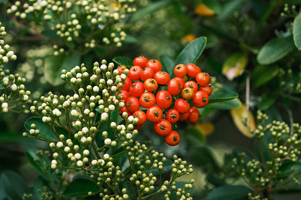 Cluster of Ripe red Berries on Green Bush