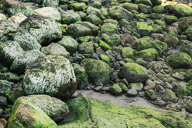 Coastal Rocks Covered in Green Seaweed and Moss