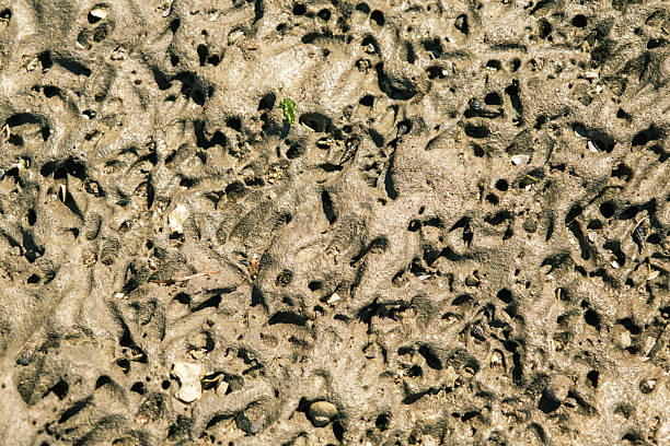 istock Texture of Pitted Mud Flat Surface at Low Tide 2253576999