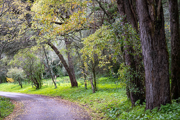 istock Paved road curving through green forest 2253577022