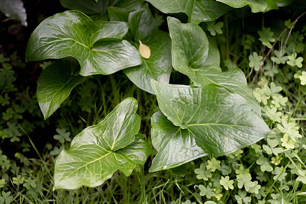 Large glossy green leaves grow among smaller plants on the forest floor inside Monsanto Forest Park.