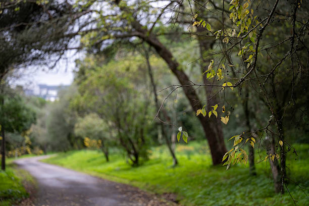 A narrow woodland path runs beneath arching trees and dense greenery inside Monsanto Forest Park in Lisbon.