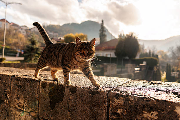 A curious tabby cat walks confidently along an old stone wall during golden hour. Soft sunlight highlights the cat’s striped fur while a scenic, slightly blurred background adds a calm, atmospheric mood.