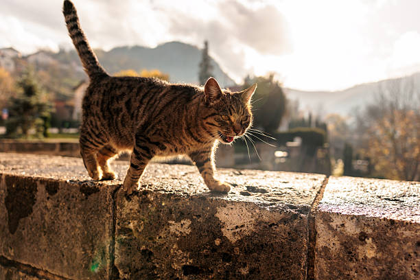 A curious tabby cat walks confidently along an old stone wall during golden hour. Soft sunlight highlights the cat’s striped fur while a scenic, slightly blurred background adds a calm, atmospheric mood.