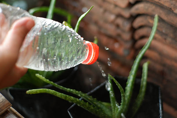 istock closeup watering plants with plastic bottles 2253582604