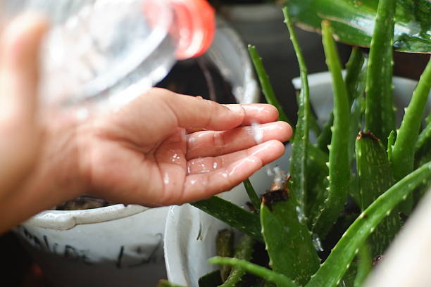 istock Natural Skincare Moment with Fresh Aloe and Hydration 2253582906