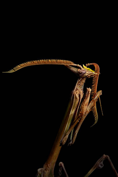 istock Praying mantis. Natural background. Macro shot. 2253586025