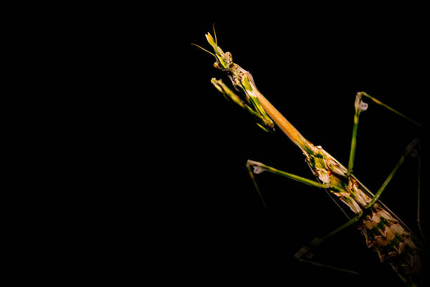 Praying mantis on a stem isolated on black background. Nature macro, insect wildlife. The sentadu grasshopper or praying mantis is a carnivorous insect belonging to the order Mantodea