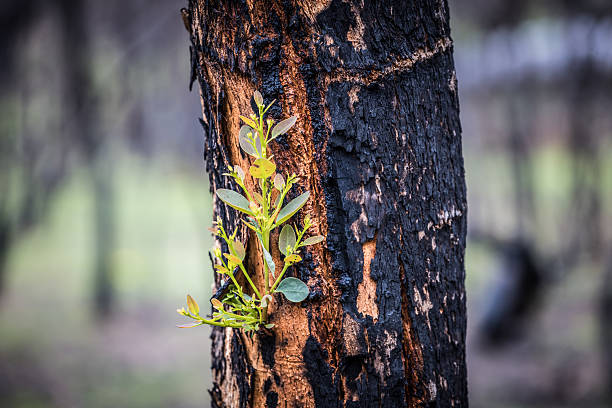 istock Bushfire Fire Damage in the Grampians 2253586661