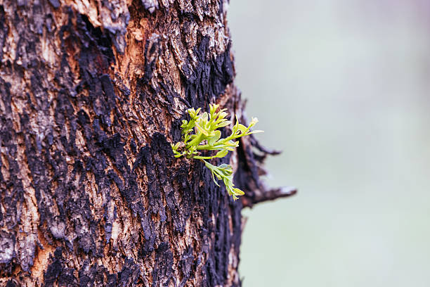istock Bushfire Fire Damage in the Grampians 2253586663
