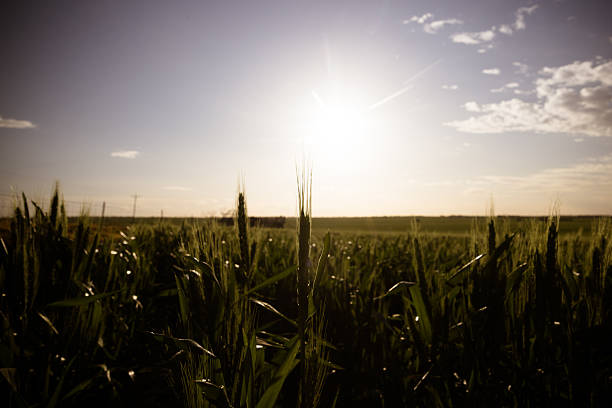 A wheat field under spring time sunset win the Wimmera Mallee region near Woomelang, Victoria, Australia
