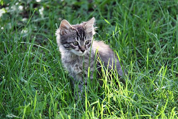 An American shorthair cat is sitting in the reeds in the wild.