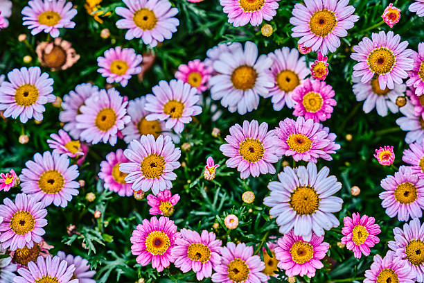 Colorful flowers