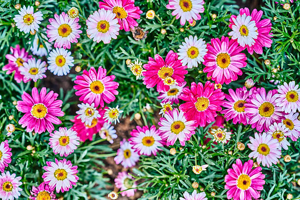 Colorful flowers