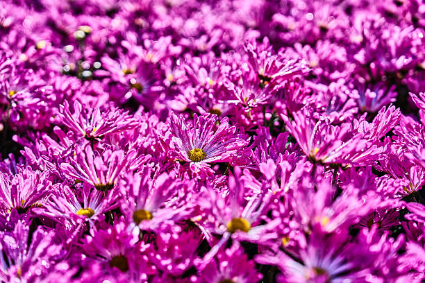 Colorful flowers