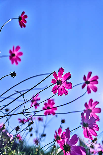 Galsang flower in sunny spring