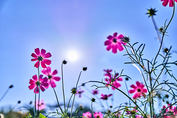 I took this pic by Sony α7c and edited in Lightroom.