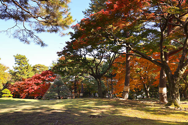 Dec 4 2024 serene park scene with colorful autumn foliage on maple trees