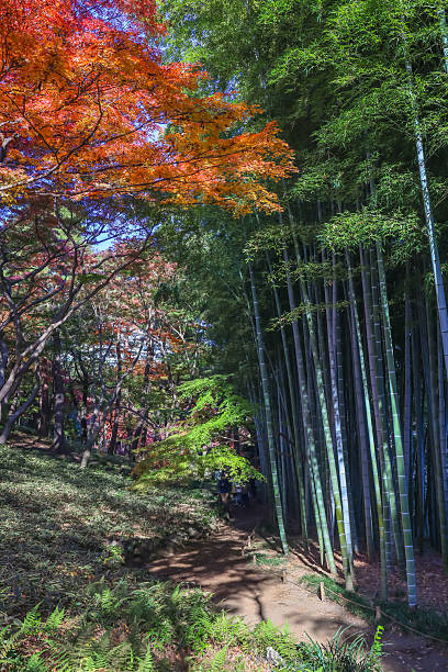 istock Colorful Autumn Forest with Towering Bamboo Trees Dec 4 2024 2253590566