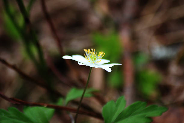 istock A white wood anemone flower 2253591814