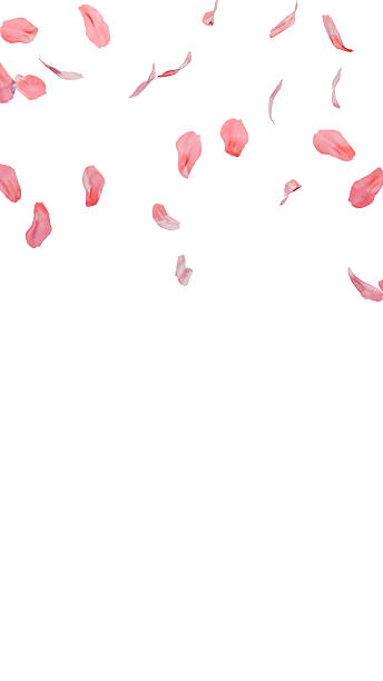 istock Pink flower petals vertical with top cluster 3D render 2253591902