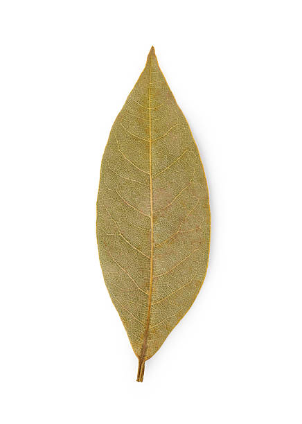 Dried bay leaf isolated on white background, showing texture and veins