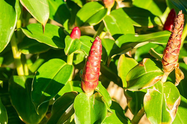 Red Button Ginger at Mui Ne in Binh Thuan Province, Vietnam