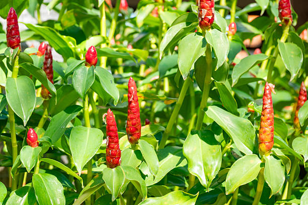 Red Button Ginger at Mui Ne in Binh Thuan Province, Vietnam