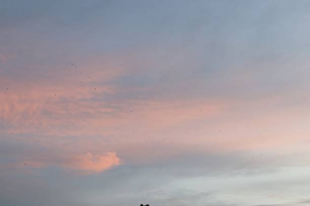 A serene sunset scene showing a gradient of pink and orange clouds across a blue sky with small birds scattered in flight during the peaceful twilight hour