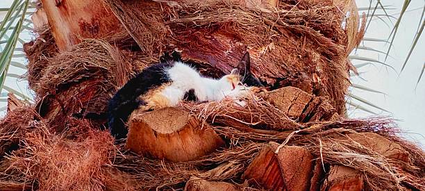 Sleeping cat's tail