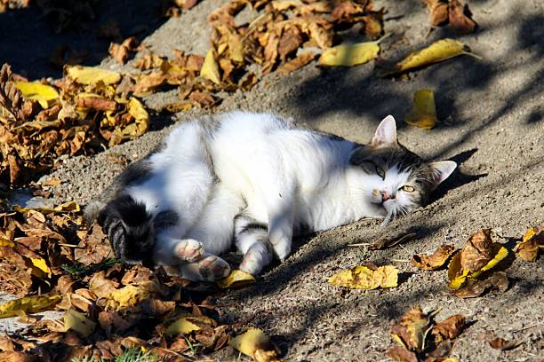 A relaxed domestic cat, a grey tabby and white male named Giulio, lying on dry earth covered with fallen yellow autumn leaves. The cat is basking in the warm natural light, looking calmly towards the camera in a peaceful garden setting.