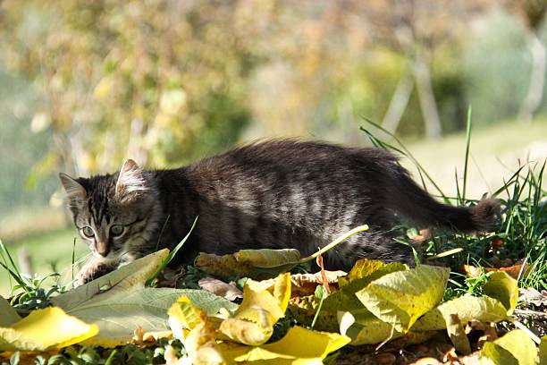 A young tabby cat sitting among autumn leaves, its fur glistening in the sun, viewed from the side.
