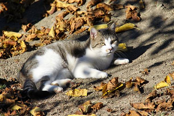 A tabby and calico patterned cat with a white chest and a red collar sits attentively in green grass scattered with yellow and red autumn leaves, looking off-camera.