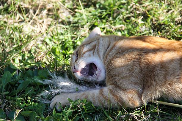 A domestic ginger cat playing with and biting the feathery plumes of Cortaderia selloana in a garden. The cat shows a strong reaction to the plant's texture, with its mouth wide open in an attempt to chew or spit out the fibers.