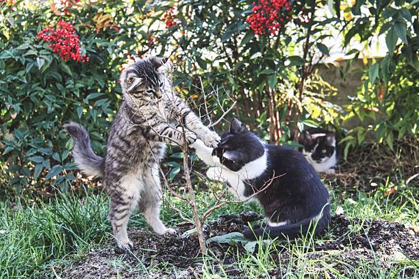 Stray cat and her kitten stands on the grass in nature.