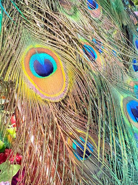 Close-up of peacock feathers,Peacock macro feathers. Blue green glowing surface nature texture exotic bird vibrant color. Beautiful decorative iridescent background close up photo
