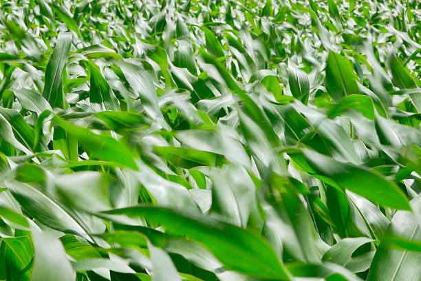 In the middle of the cornfield