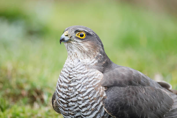 L Male 29-34cm, Female 35-41cm, WS 58-65cm and 67-80cm.Along with Common Buzzard most numerous raptor in Europe.Breeds in forests, also near human settlements; sometimes in dense parts of large parks or gardens. Nest in tree, often 6-12m up in spruce, newly built each year. Secretive near nest, often evades notice.Food small birds. Hunts with surprise attack and fast flight, often low among trees, bushes and buildings. Will even pursuit small birds on foot under and trough bushes.Resident in large parts of Europe, but Fenno-Scandian breeders largely migrate to Continental Europe.This is a common Species in the Netherlands.