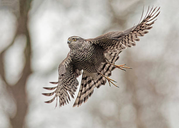 A beautiful Harris's Hawk flying in the forest. Free flying bird