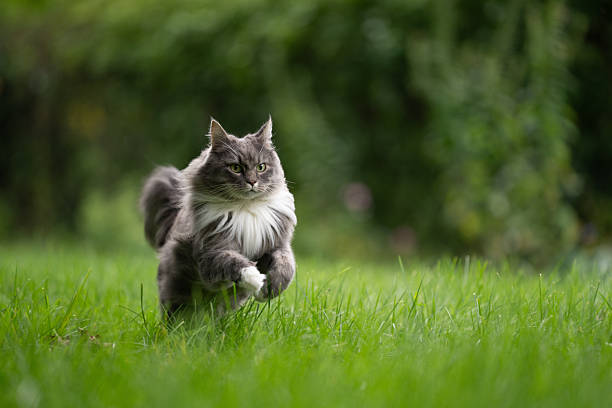 Playful, fluffy gray-white cat runs across a green meadow with copy space