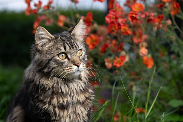 istock maine coon cat outdoors in the garden 2253602439